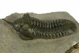 Prone Morocconites Trilobite Fossil - Ofaten, Morocco #382687-1